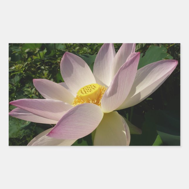 Pegatina Rectangular Flor rosa Lotus III flor de verano (Anverso)