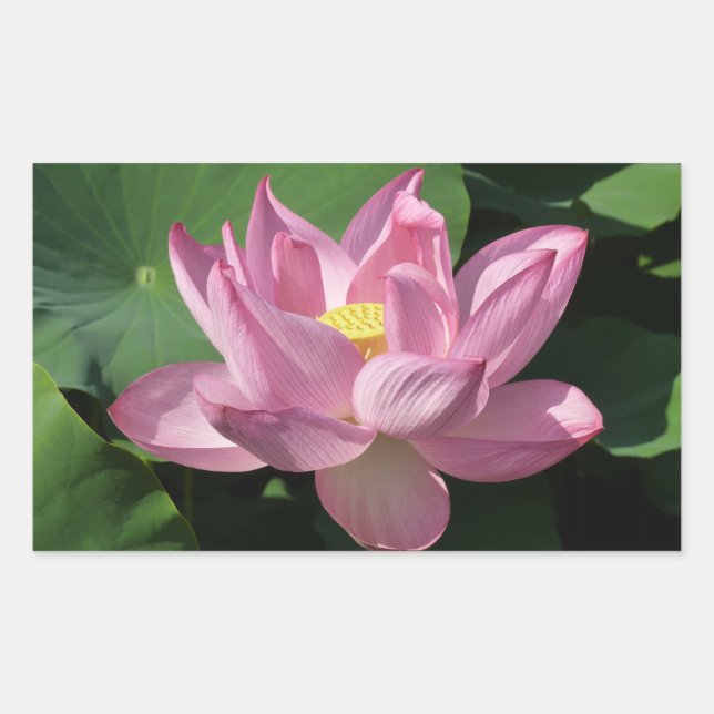Pegatina Rectangular Flor rosa Lotus IV (Anverso)