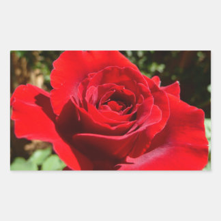 Pegatina Rectangular Flor rosa roja brillante hermosa flor