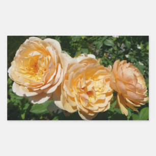 Pegatina Rectangular Floral de Trío de Rosas de Peach