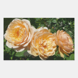 Pegatina Rectangular Floral de Trío de Rosas de Peach
