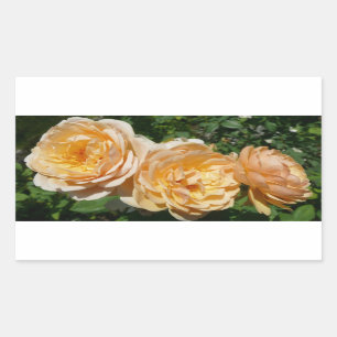 Pegatina Rectangular Floral de Trío de Rosas de Peach