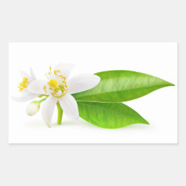 Pegatina Rectangular Flores arbóreas naranjas