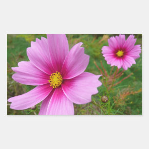 Pegatina Rectangular Flores Cosmos rosadas Flores silvestres