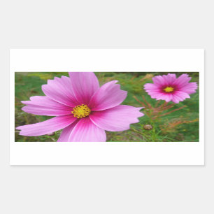 Pegatina Rectangular Flores Cosmos rosadas Flores silvestres