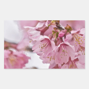 Pegatina Rectangular Flores de cerezo Sakura Rosa Pálido