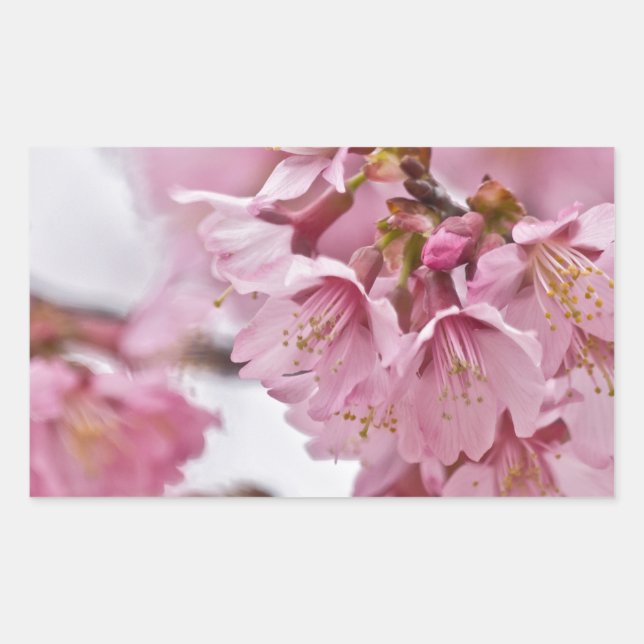Pegatina Rectangular Flores de cerezo Sakura Rosa Pálido (Anverso)