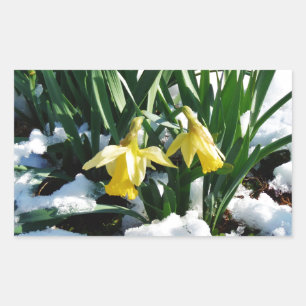 Pegatina Rectangular Flores de los Daffodils amarillos en la nieve