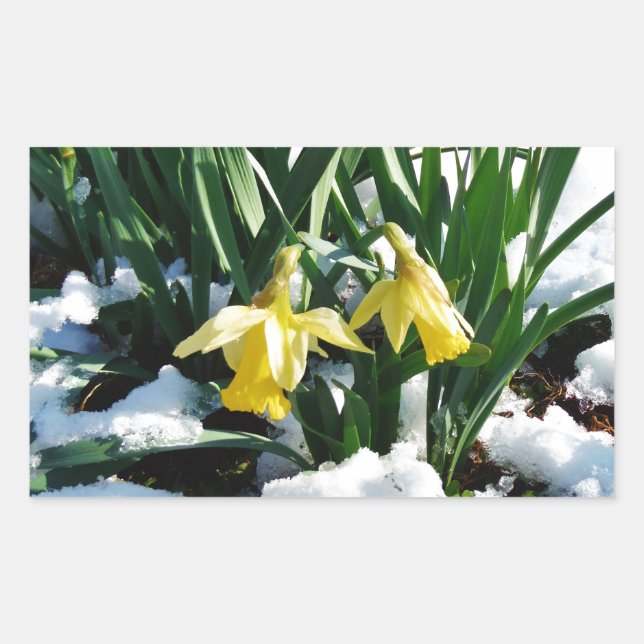Pegatina Rectangular Flores de los Daffodils amarillos en la nieve (Anverso)