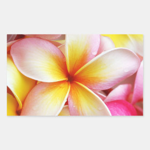 Pegatina Rectangular Flores de plumeria frangipani rosa morada amarillo