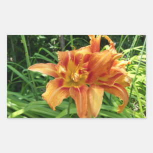 Pegatina Rectangular Flores Horizontales de Hemerocallis Fulva