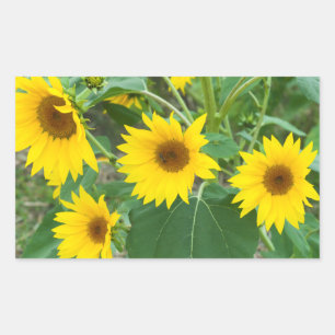 Pegatina Rectangular Flores silvestres de girasol