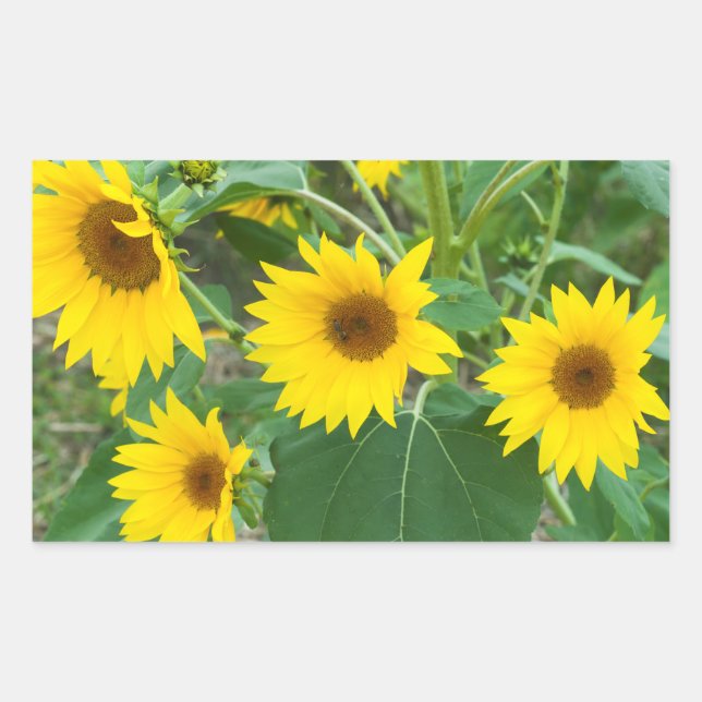 Pegatina Rectangular Flores silvestres de girasol (Anverso)