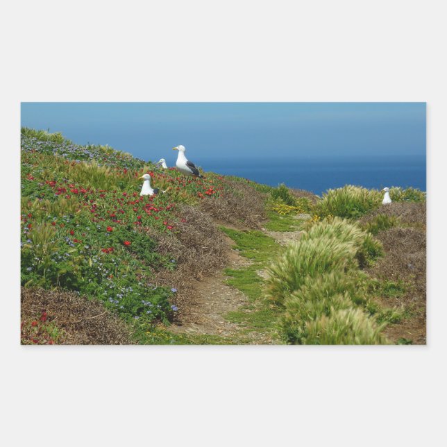 Pegatina Rectangular Flores y gaviotas en la isla Anacapa (Anverso)