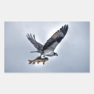 Pegatina Rectangular Flying Osprey con Walleye Fishing HDR Photo