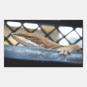 Pegatina Rectangular Foto de Anole Lizard verde al sol