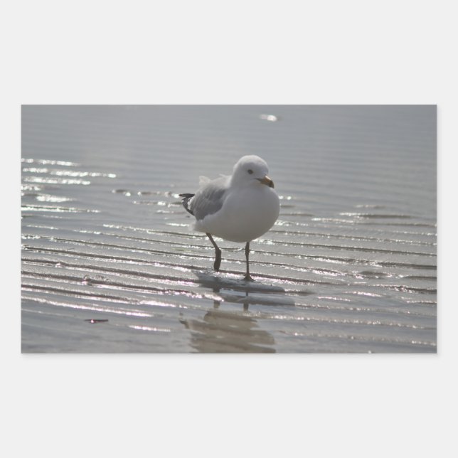 Pegatina Rectangular Foto de gaviota (Anverso)
