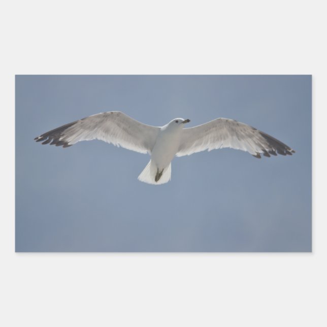 Pegatina Rectangular Foto de gaviota (Anverso)