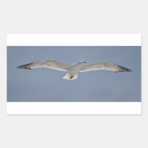 Pegatina Rectangular Foto de la gaviota