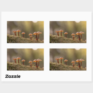 Pegatina Rectangular Foto de la naturaleza de los hongos pequeños