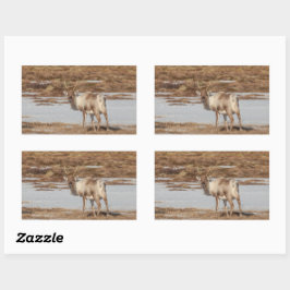 Pegatina Rectangular Foto de la naturaleza de los renos