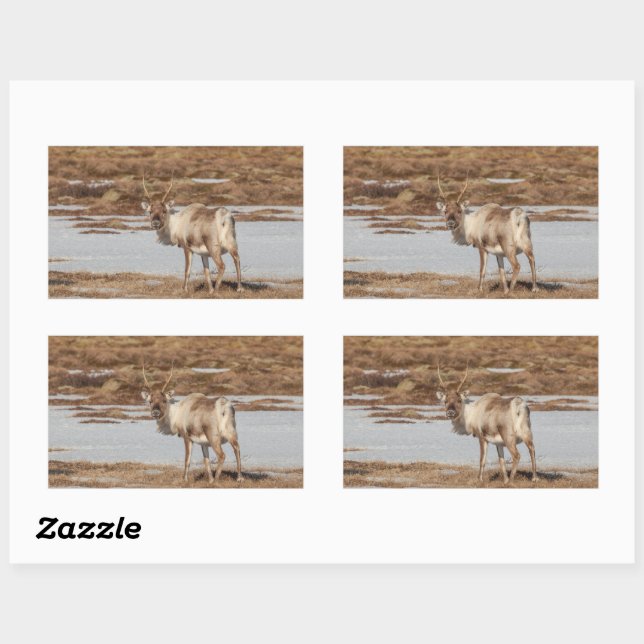 Pegatina Rectangular Foto de la naturaleza de los renos (Hoja)