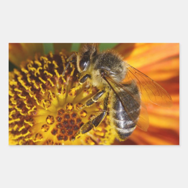Pegatina Rectangular Foto de macro Abeja de Miel Occidental (Anverso)
