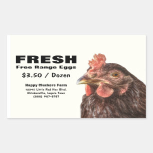 Pegatina Rectangular Foto de pollo de Red Laying Hen