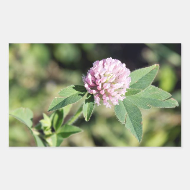 Pegatina Rectangular Foto de Purple Clover Wildflower (Anverso)