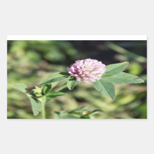 Pegatina Rectangular Foto de Purple Clover Wildflower