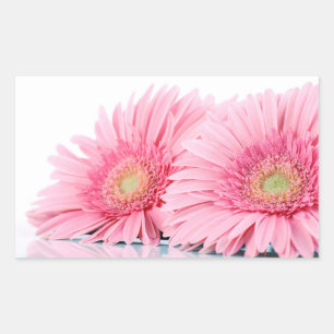 Pegatina Rectangular Foto Elegante de Gerbera Rosa Daisies