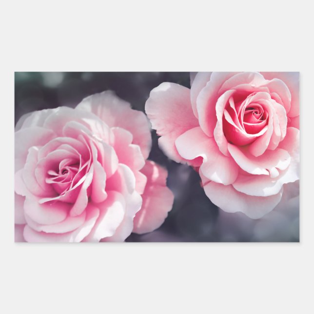 Pegatina Rectangular Foto floral de rosas rosas rosas femeninas (Anverso)