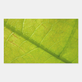 Pegatina Rectangular Fotografía de la naturaleza botánica de la hoja ve