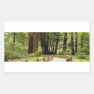 Pegatina Rectangular Fotografía de la naturaleza de Muir Woods Path I