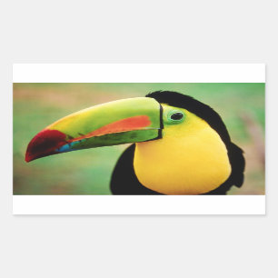 Pegatina Rectangular Fotografía de la naturaleza silvestre de pájaro 