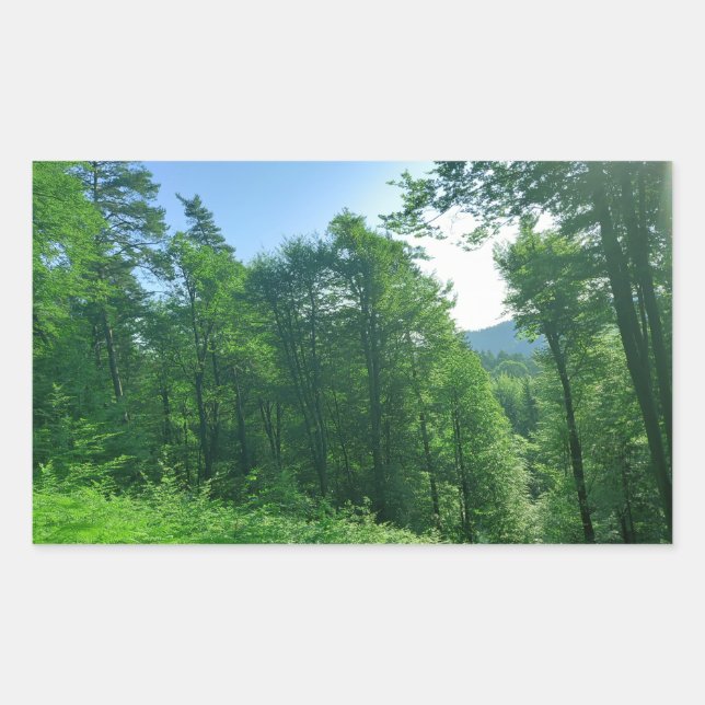 Pegatina Rectangular Fotografía del paisaje de los bosques verdes (Anverso)