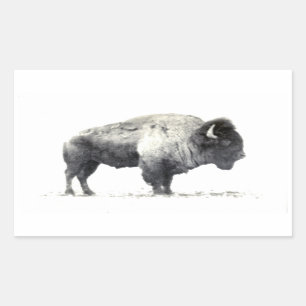 Pegatina Rectangular Fotografía histórica del bisonte americano
