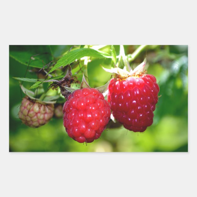 Pegatina Rectangular Frambuesas, bayas rojas, frutos rojos (Anverso)