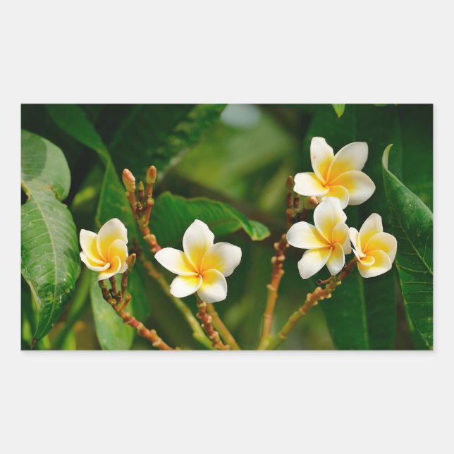 Pegatina Rectangular Frangipani amarillo (Anverso)