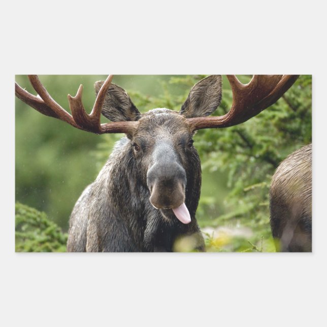 Pegatina Rectangular Funny Bull Moose (Anverso)