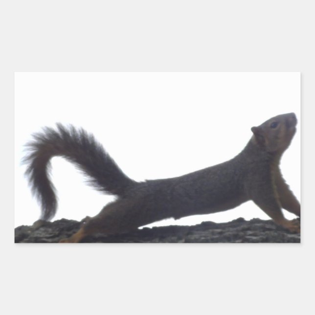Pegatina Rectangular Funny Squirrel Pegatinas (Anverso)