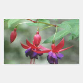 Pegatina Rectangular Fuschia1A.jpg