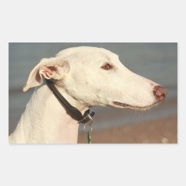 Pegatina Rectangular Galgo galgo (Anverso)