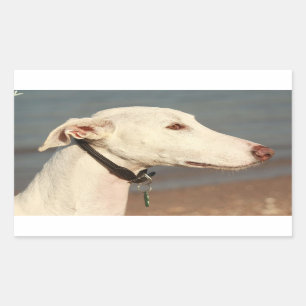 Pegatina Rectangular Galgo galgo