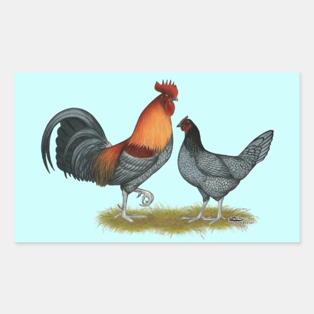 Pegatina Rectangular Gallina Azul de Delaware (Anverso)