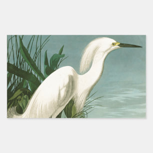 Pegatina Rectangular Garza Blanca de Audubon Ave Birding