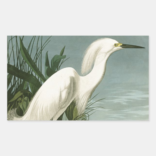 Pegatina Rectangular Garza Blanca de Audubon Ave Birding (Anverso)