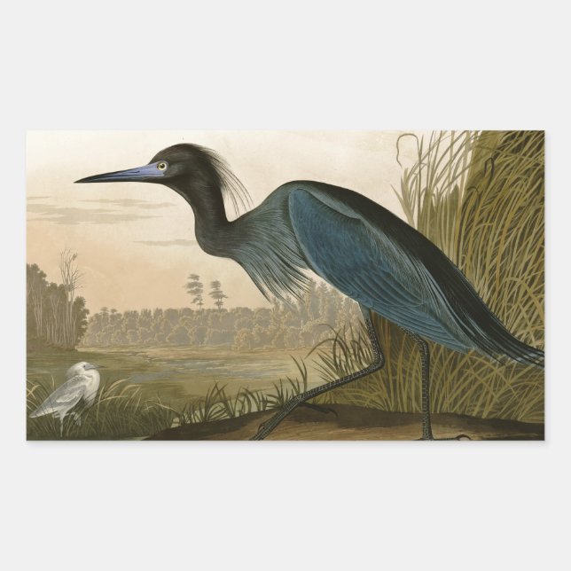 Pegatina Rectangular Garza Grulla Azul Impresión de Audubon Arte Coster (Anverso)