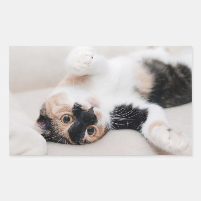Pegatina Rectangular Gatito (Anverso)