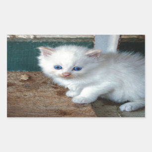 Pegatina Rectangular Gatito blanco